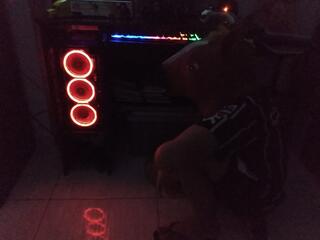 pc de cavalo 